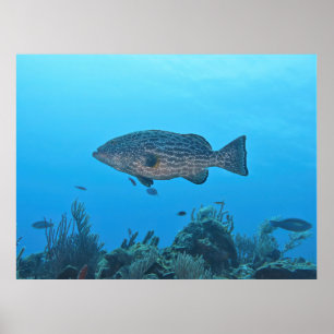 Zwarte Groepering in Roatan Poster