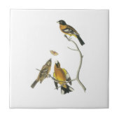 Zwarte Grosbeak van Audubon Tegeltje (Voorkant)