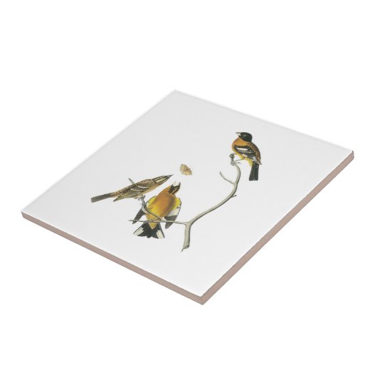 Zwarte Grosbeak van Audubon Tegeltje (Zijkant)
