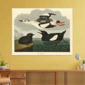 Zwarte Guillemot uit Audubon's Birds of America Canvas Afdruk (Insitu (Woonkamer))