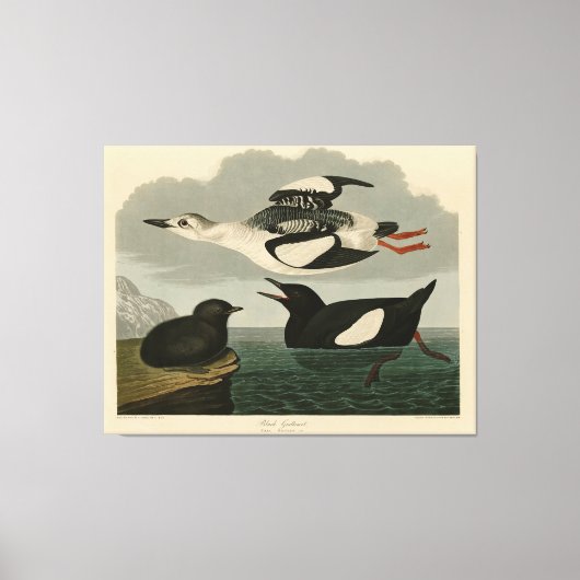 Zwarte Guillemot uit Audubon's Birds of America Canvas Afdruk (Voorkant)