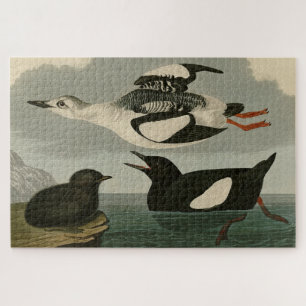 Zwarte Guillemot uit Audubon's Birds of America Legpuzzel