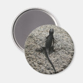 Zwarte Hagedis Magneet (Voorkant / Achterkant)