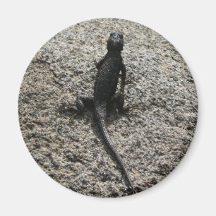 Zwarte Hagedis Magneet
