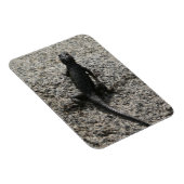 Zwarte Hagedis Magneet (Rechterzijde)