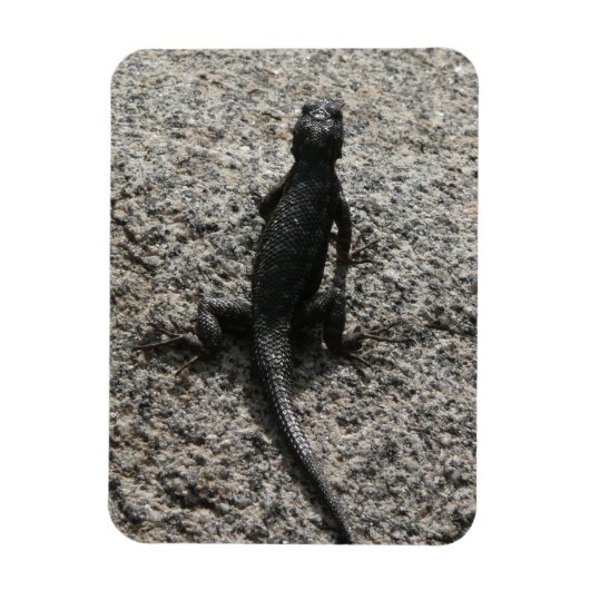 Zwarte Hagedis Magneet (Verticaal)