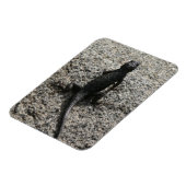 Zwarte Hagedis Magneet (Linkerzijde)