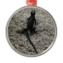 Zwarte Hagedis