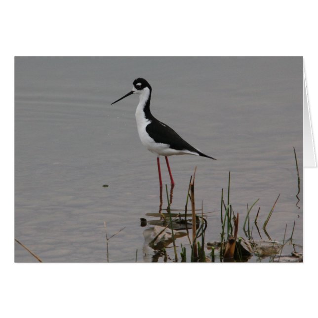 Zwarte hals Stilt (Voorkant Horizontaal)