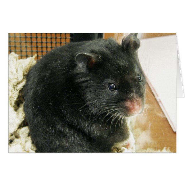 Zwarte hamster (Voorkant Horizontaal)