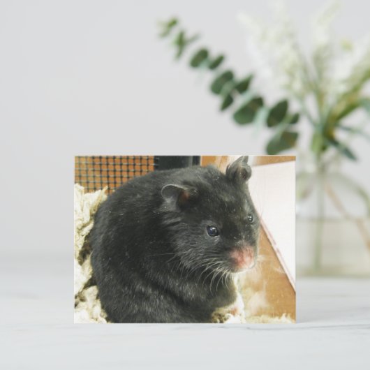 Zwarte hamster briefkaart (Staand voorkant)