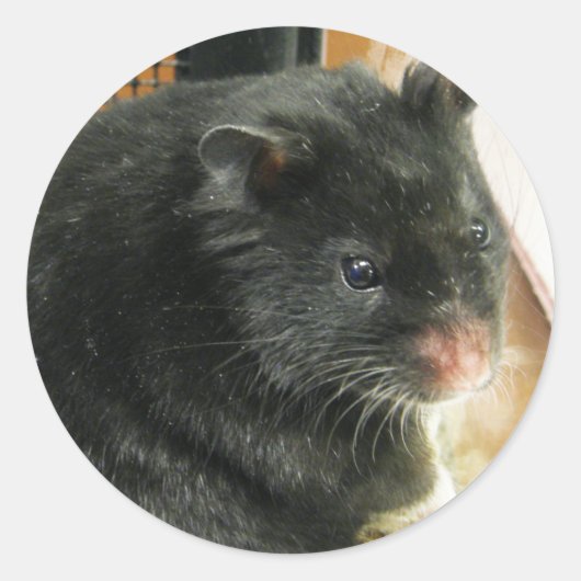 Zwarte hamster ronde sticker (Voorkant)