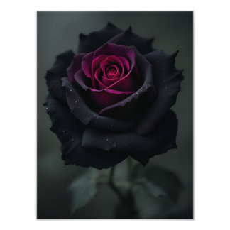 Zwarte Hart Roos Foto Afdruk