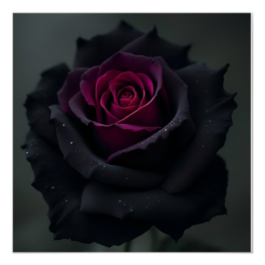 Zwarte Hart Roos Perfect Poster (Voorkant)