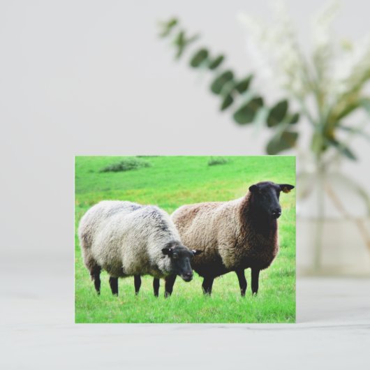 Zwarte heide schapen briefkaart (Staand voorkant)
