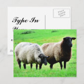 Zwarte heide schapen briefkaart (Voorkant / Achterkant)