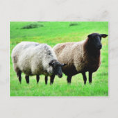 Zwarte heide schapen briefkaart (Voorkant)