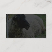 Zwarte heide schapen op gras visitekaartje (Achterkant)