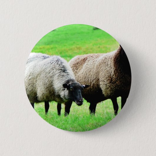 Zwarte heide schapen ronde button 5,7 cm (Voorkant)