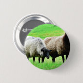 Zwarte heide schapen ronde button 5,7 cm (Voorkant /achterkant)