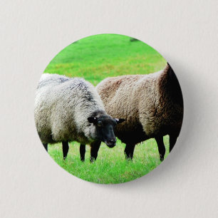 Zwarte heide schapen ronde button 5,7 cm