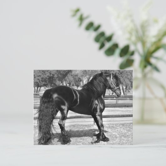 Zwarte hengst briefkaart (Staand voorkant)