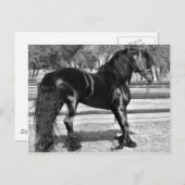 Zwarte hengst briefkaart (Voorkant / Achterkant)