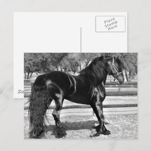Zwarte hengst briefkaart (Voorkant / Achterkant)