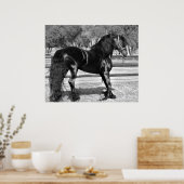 Zwarte hengst poster (Keuken)