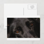 zwarte herder briefkaart (Voorkant / Achterkant)