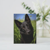zwarte herder briefkaart (Staand voorkant)