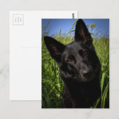 zwarte herder briefkaart (Voorkant / Achterkant)