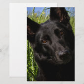 zwarte herder briefpapier (Voorkant / Achterkant)