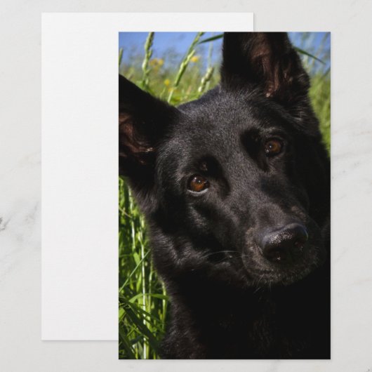 zwarte herder briefpapier (Voorkant / Achterkant)