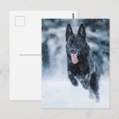 Zwarte herder in het Hoesje van de sneeuwdekooter Briefkaart (Voorkant / Achterkant)