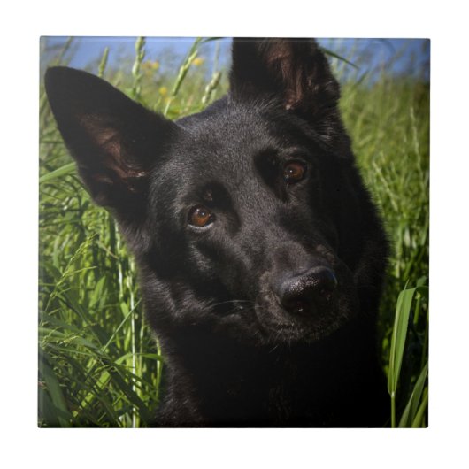 zwarte herder tegeltje (Voorkant)