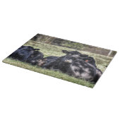 Zwarte hoekkoeien in de uitsnijderij snijplank (Hoek)