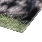 Zwarte hoekkoeien in de uitsnijderij snijplank (Hoek)