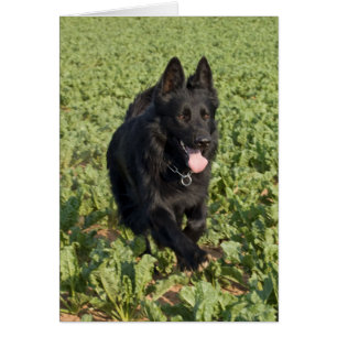 Zwarte hond