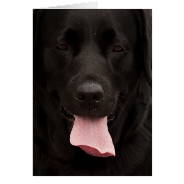 Zwarte hond (Voorkant)