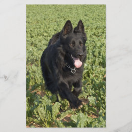 Zwarte Hond