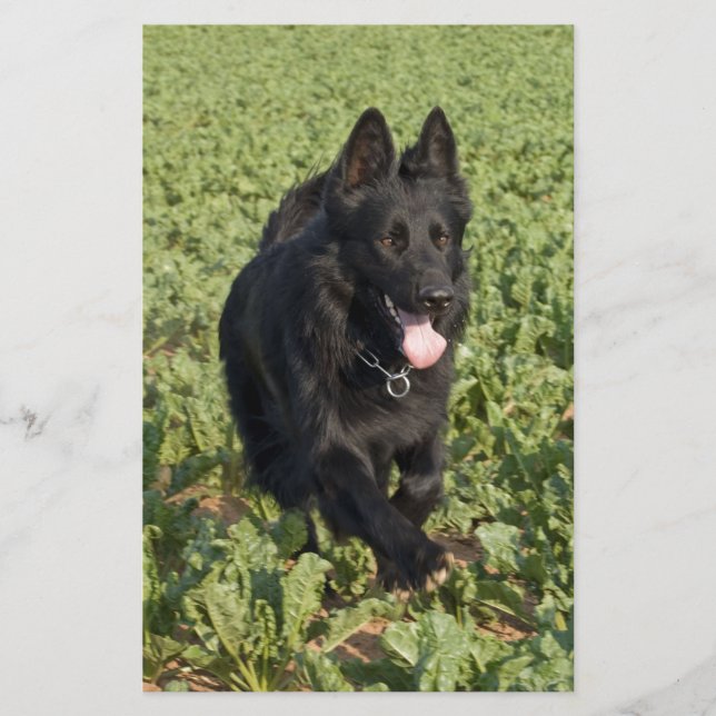Zwarte Hond (Voorkant)