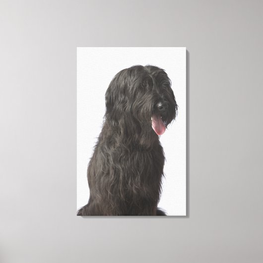 Zwarte hond, Briard Canvas Afdruk (Voorkant)