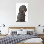 Zwarte hond, Briard Canvas Afdruk (Insitu (Slaapkamer))