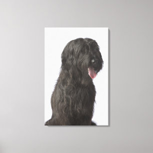 Zwarte hond, Briard Canvas Afdruk