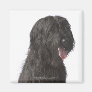 Zwarte hond, Briard Magneet