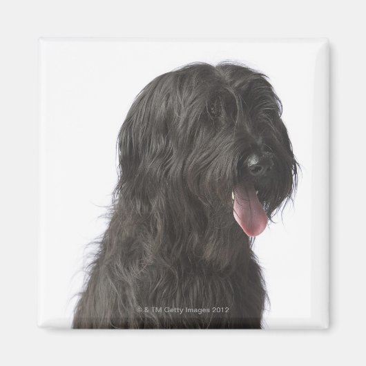 Zwarte hond, Briard Magneet (Voorkant)