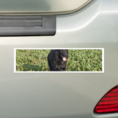Zwarte hond bumpersticker (Op auto)
