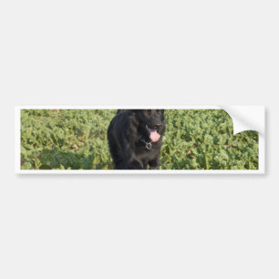Zwarte hond bumpersticker