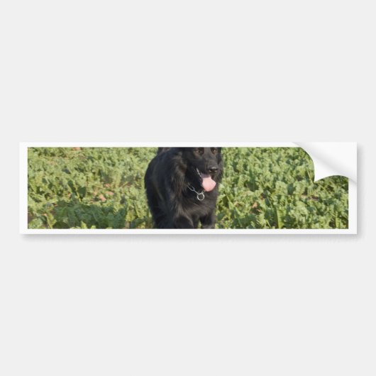 Zwarte hond bumpersticker (Voorkant)